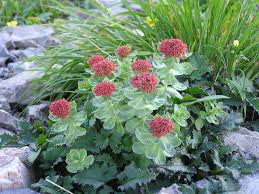 Rhodiola Rosea Bio