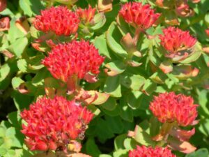 Rhodiola Rosea Bio