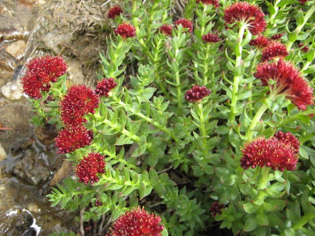 La plante pour la gestion du stress